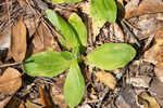 Common Leopardbane